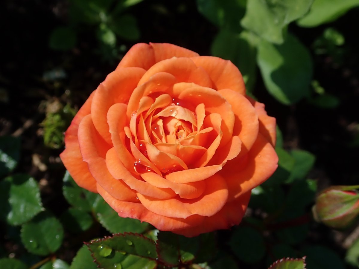 Роза Нинетта миниатюрная - фото 7