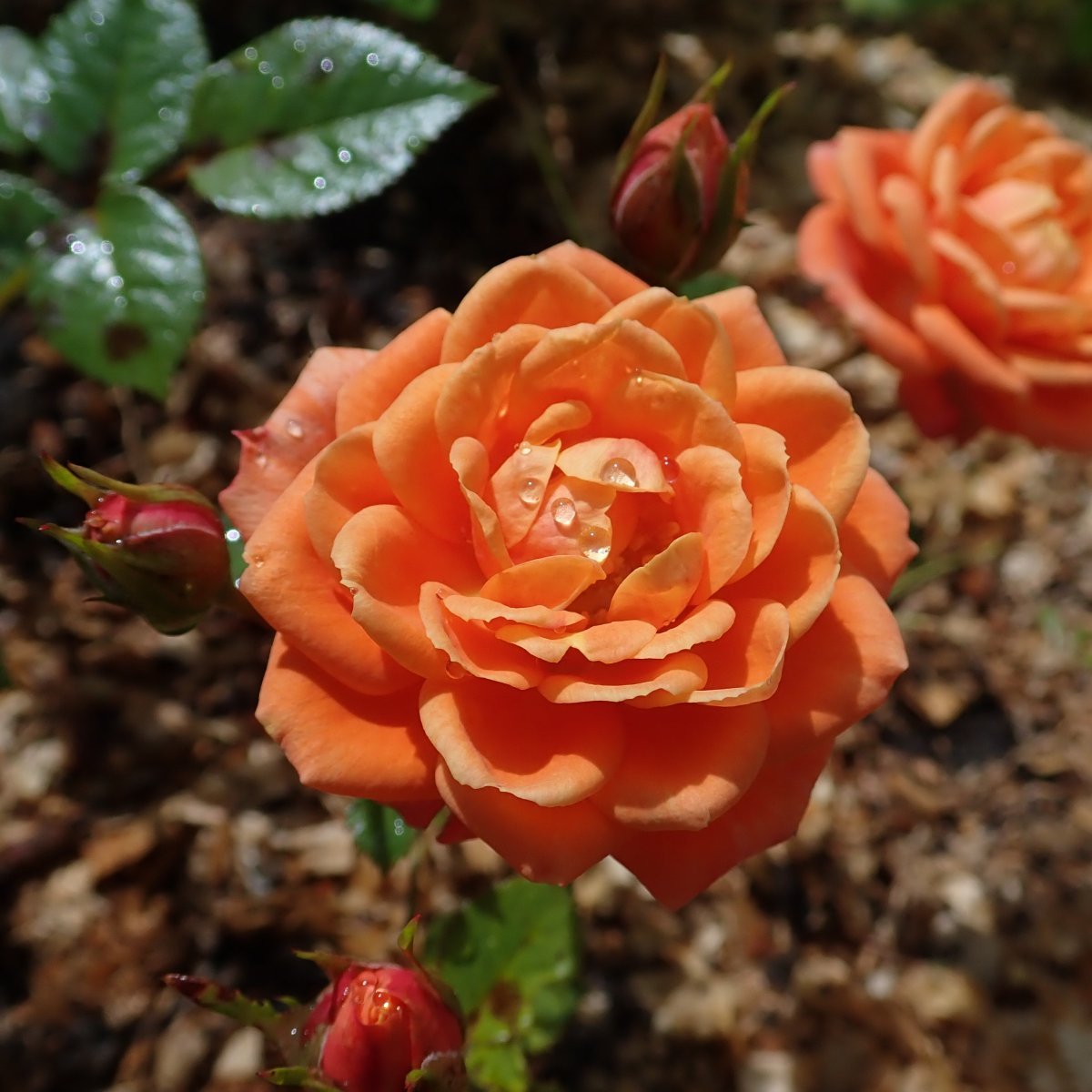 Роза Нинетта миниатюрная - фото 6