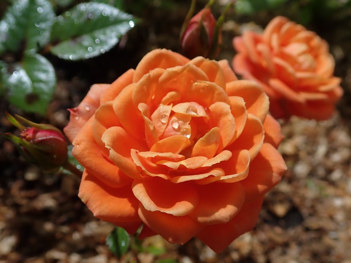 Роза Нинетта миниатюрная - фото 5