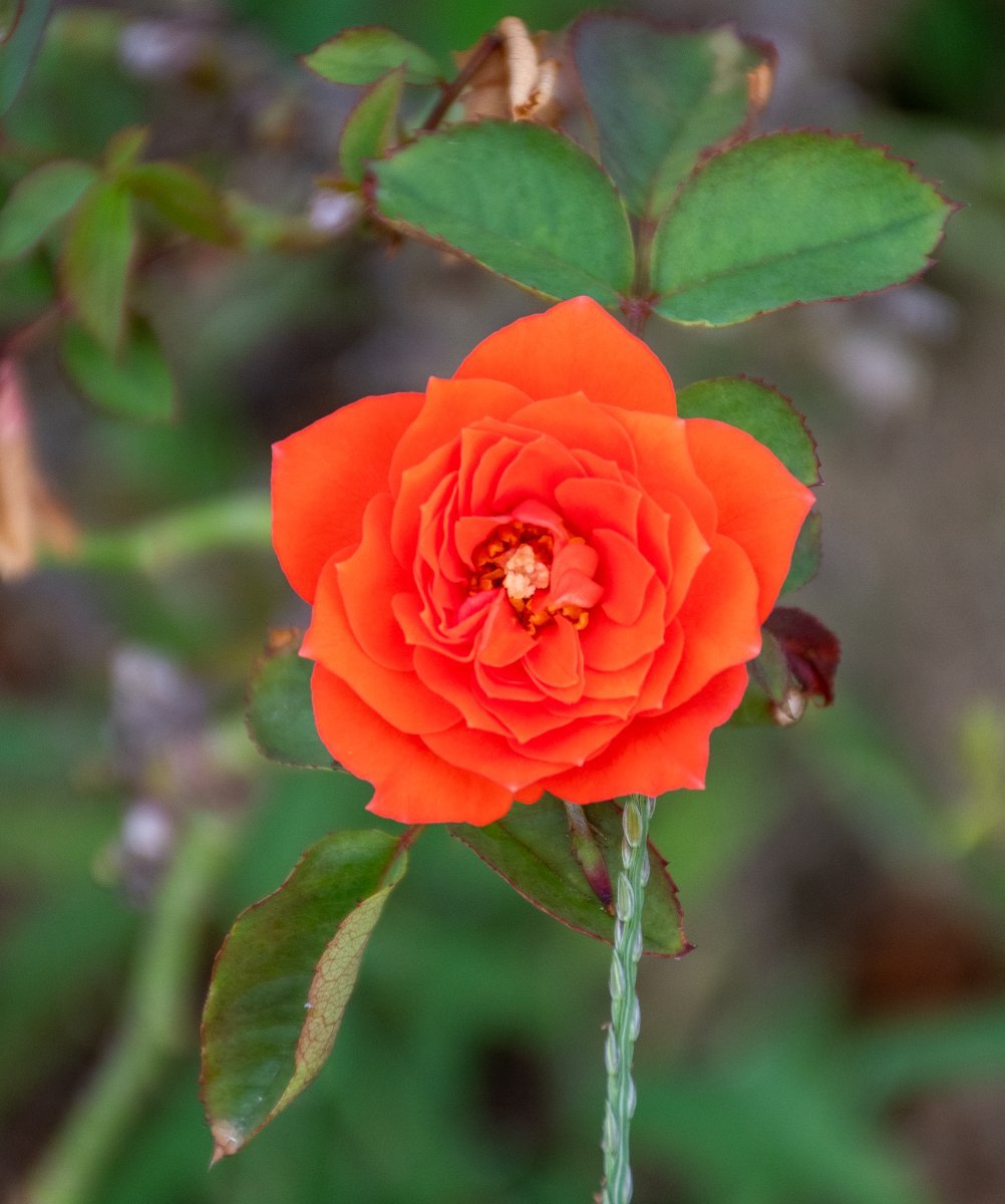 Роза Оранж Мейландина миниатюрная, Top Roses - фото 5