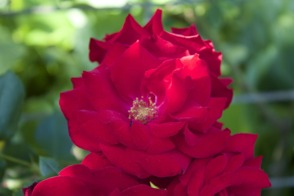 Роза Оранж Мейландина миниатюрная, Top Roses