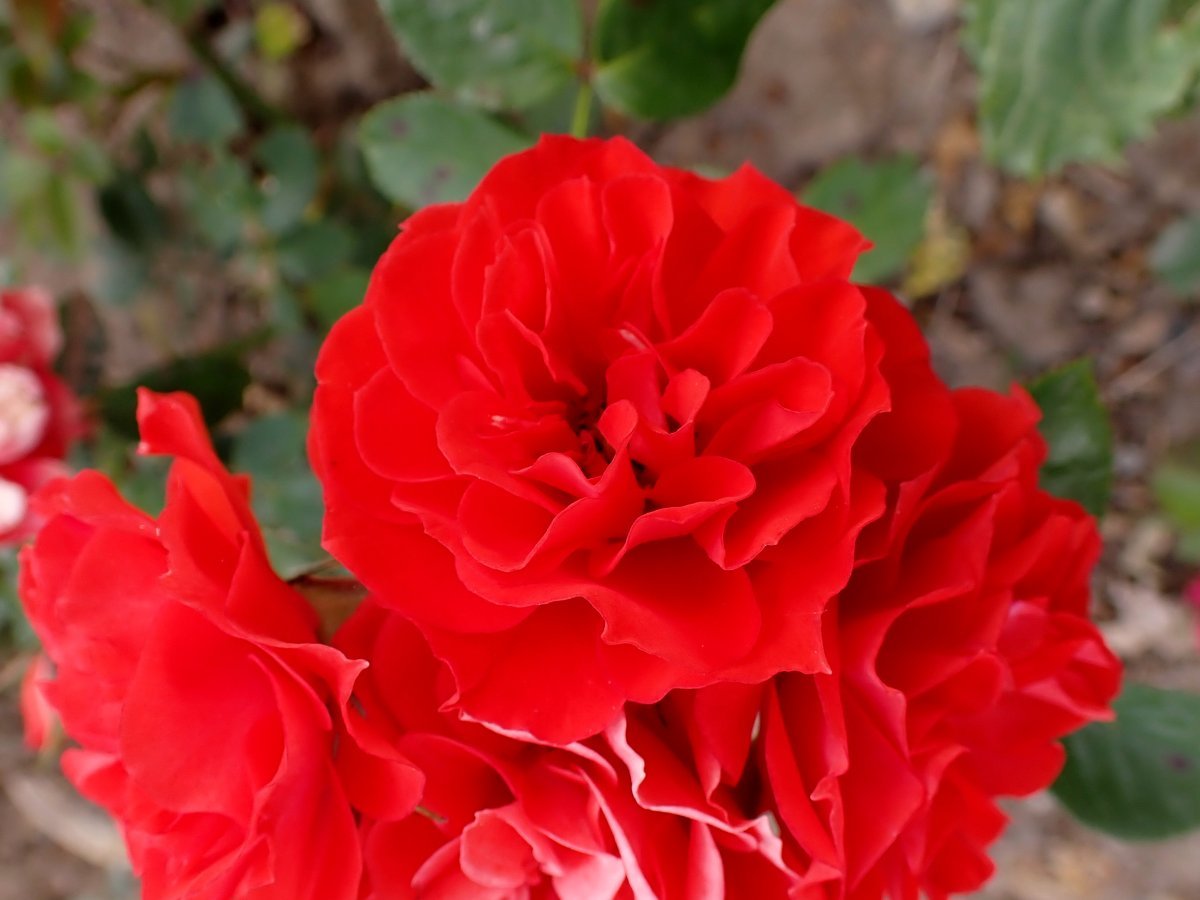 Роза Оранж Мейландина миниатюрная, Top Roses - фото 4