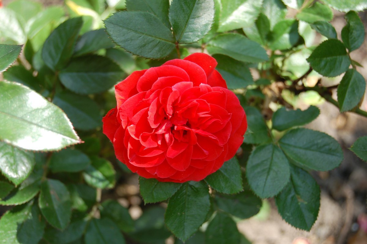 Роза Оранж Мейландина миниатюрная, Top Roses - фото 2