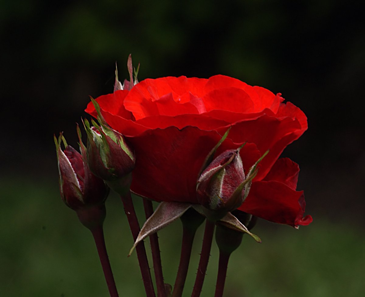 Роза Оранж Мейландина миниатюрная, Top Roses - фото 3