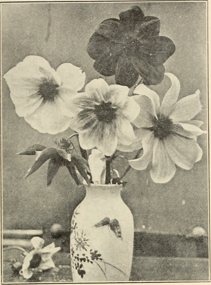 Роза Перенниал Блаш плетистая Imperial Rose