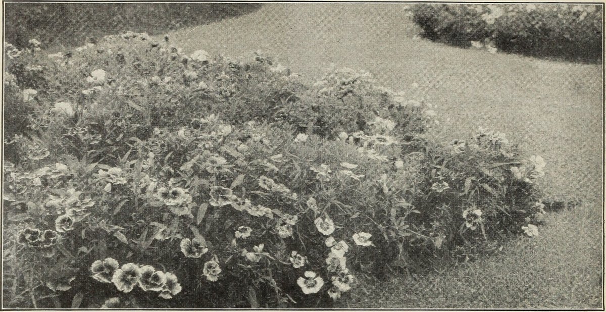 Роза Перенниал Блаш плетистая Imperial Rose - фото 2