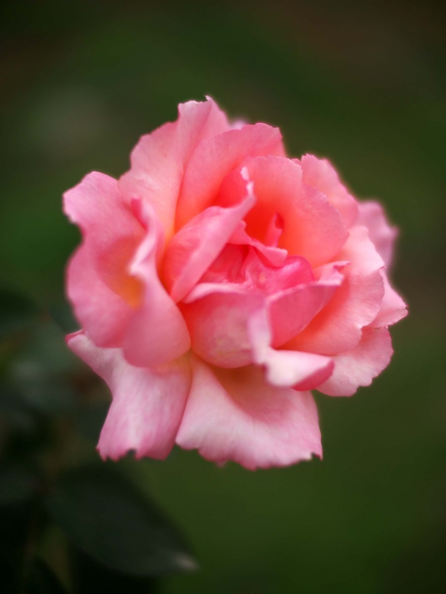 Роза Компассион плетистая, Imperial Rose - фото 5