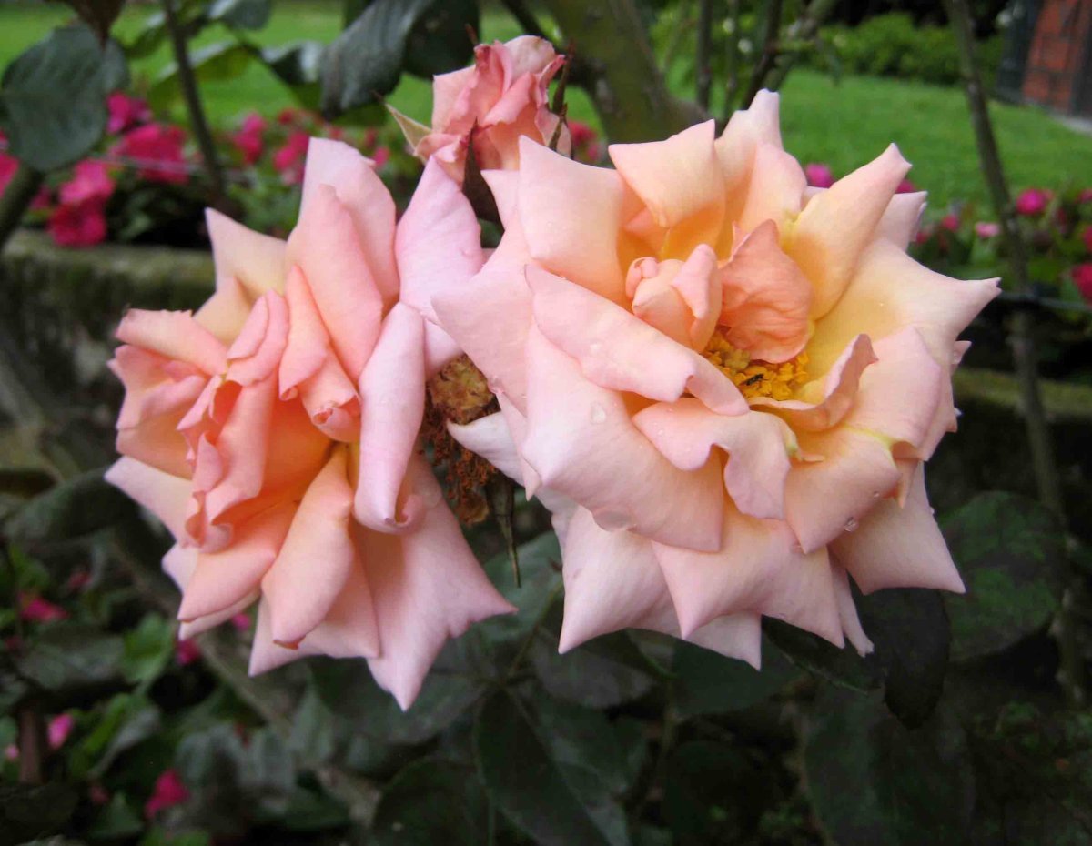 Роза Компассион плетистая, Imperial Rose - фото 6