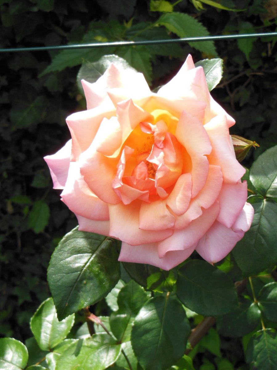 Роза Компассион плетистая, Imperial Rose - фото 2