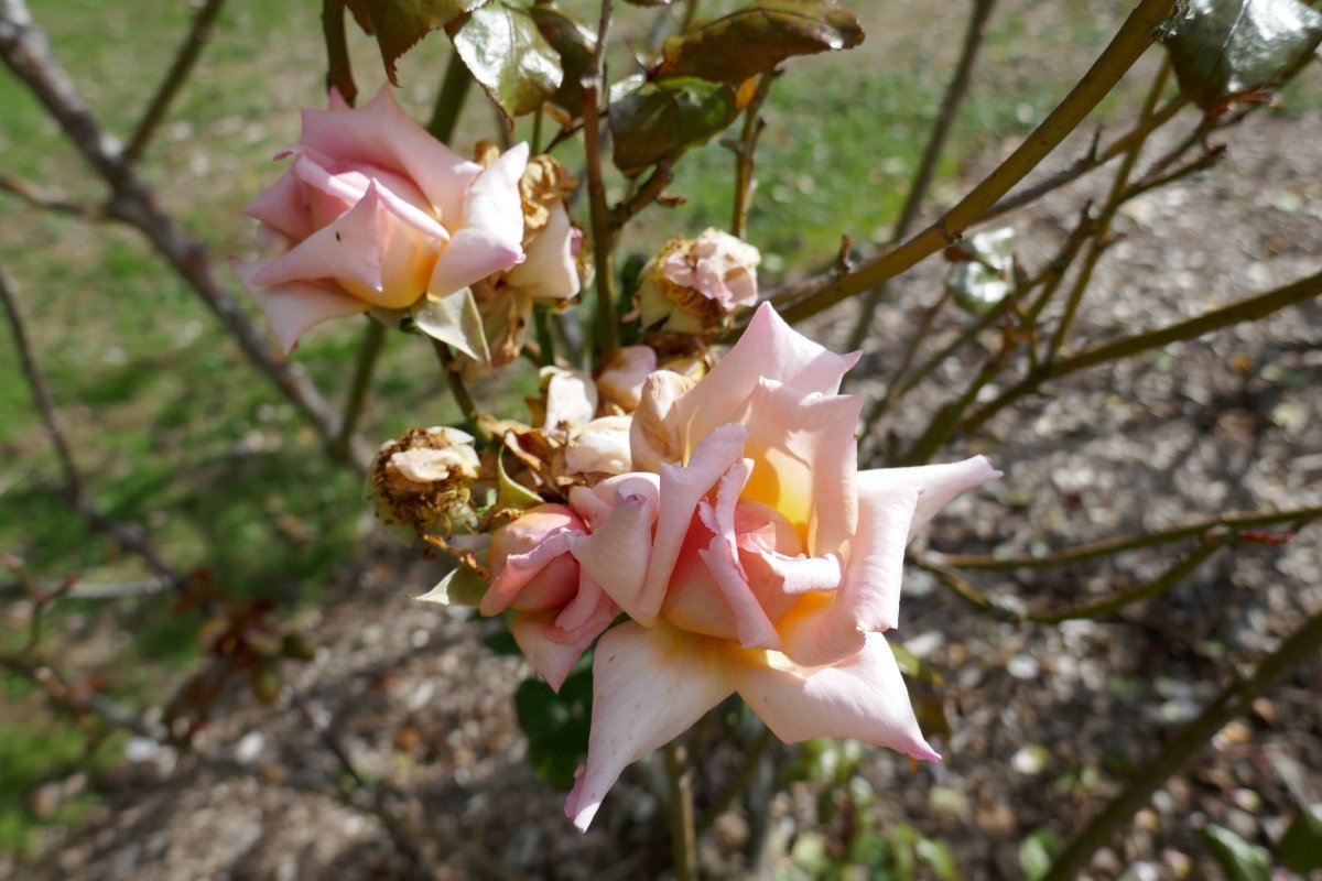 Роза Компассион плетистая, Imperial Rose - фото 3