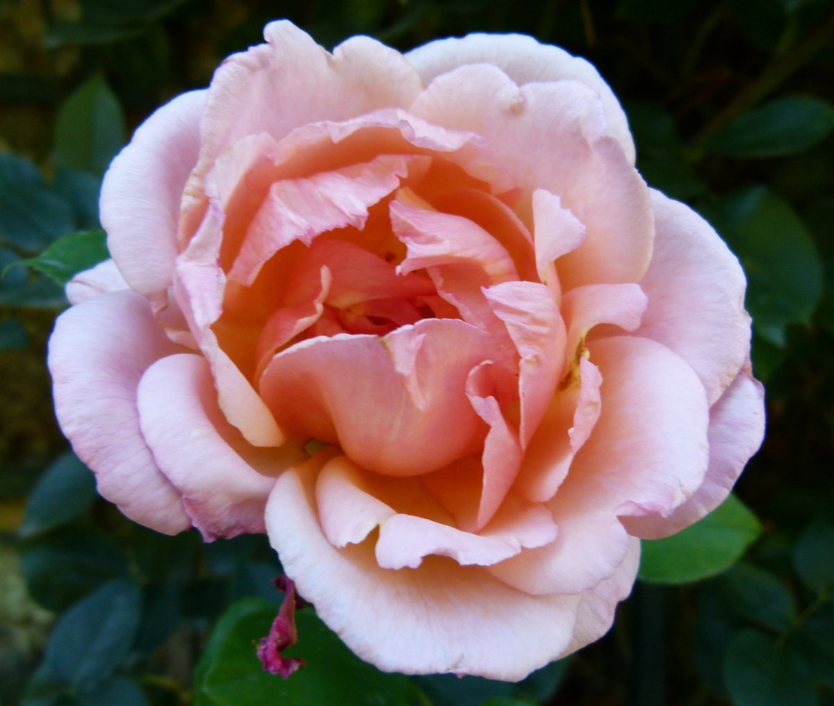 Роза Компассион плетистая, Imperial Rose