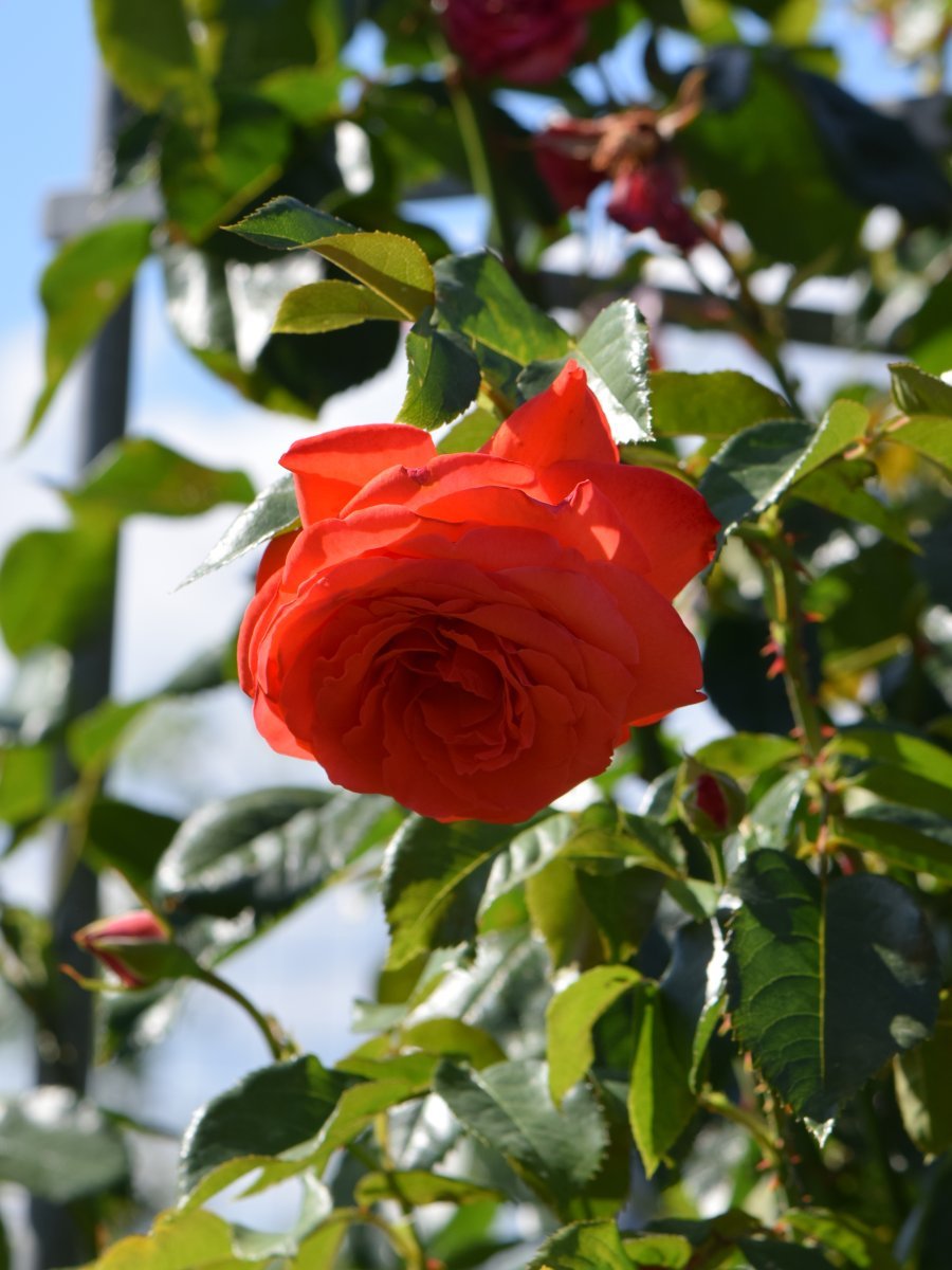 Роза Салита плетистая, Imperial Rose - фото 2