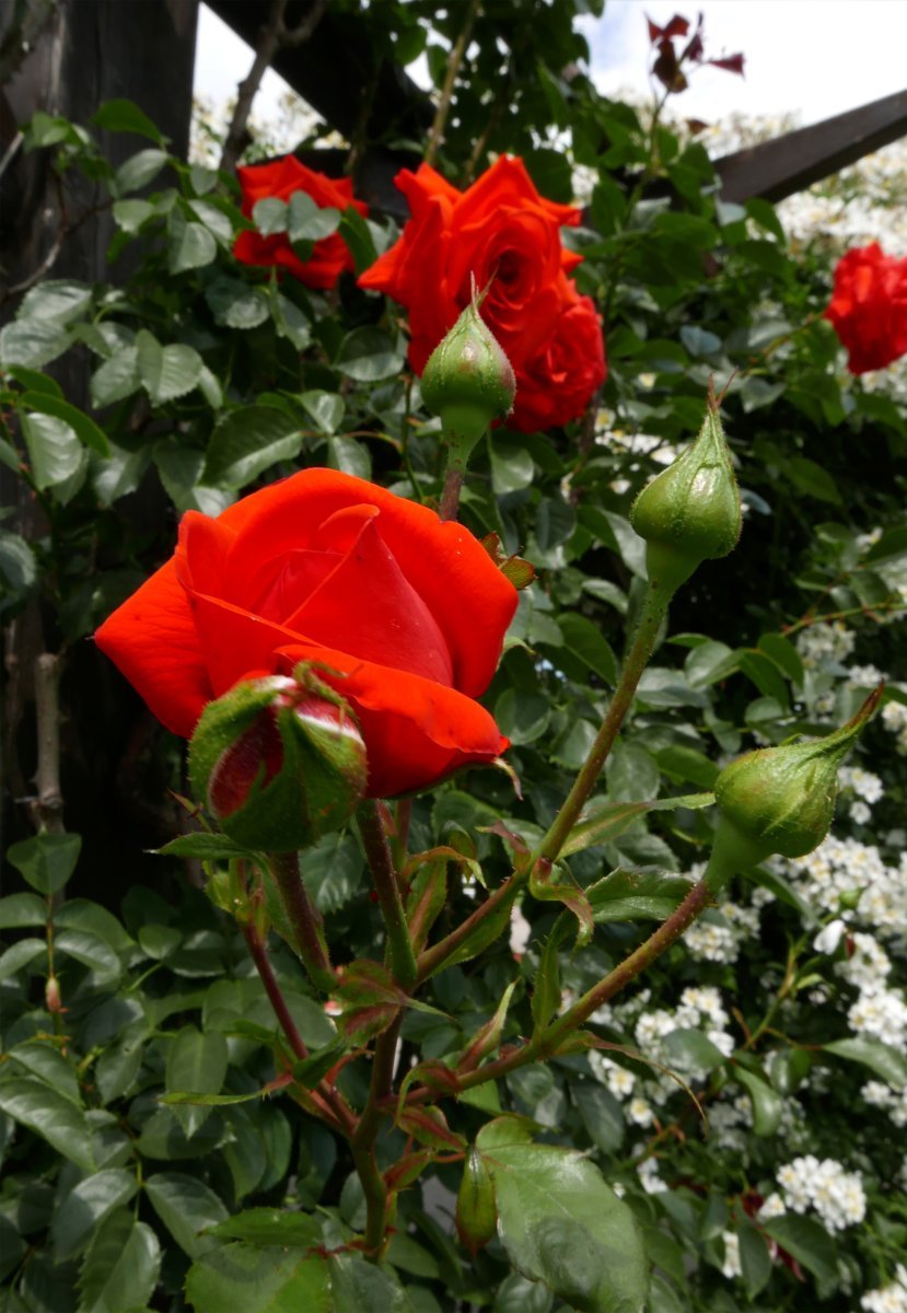 Роза Салита плетистая, Imperial Rose - фото 5