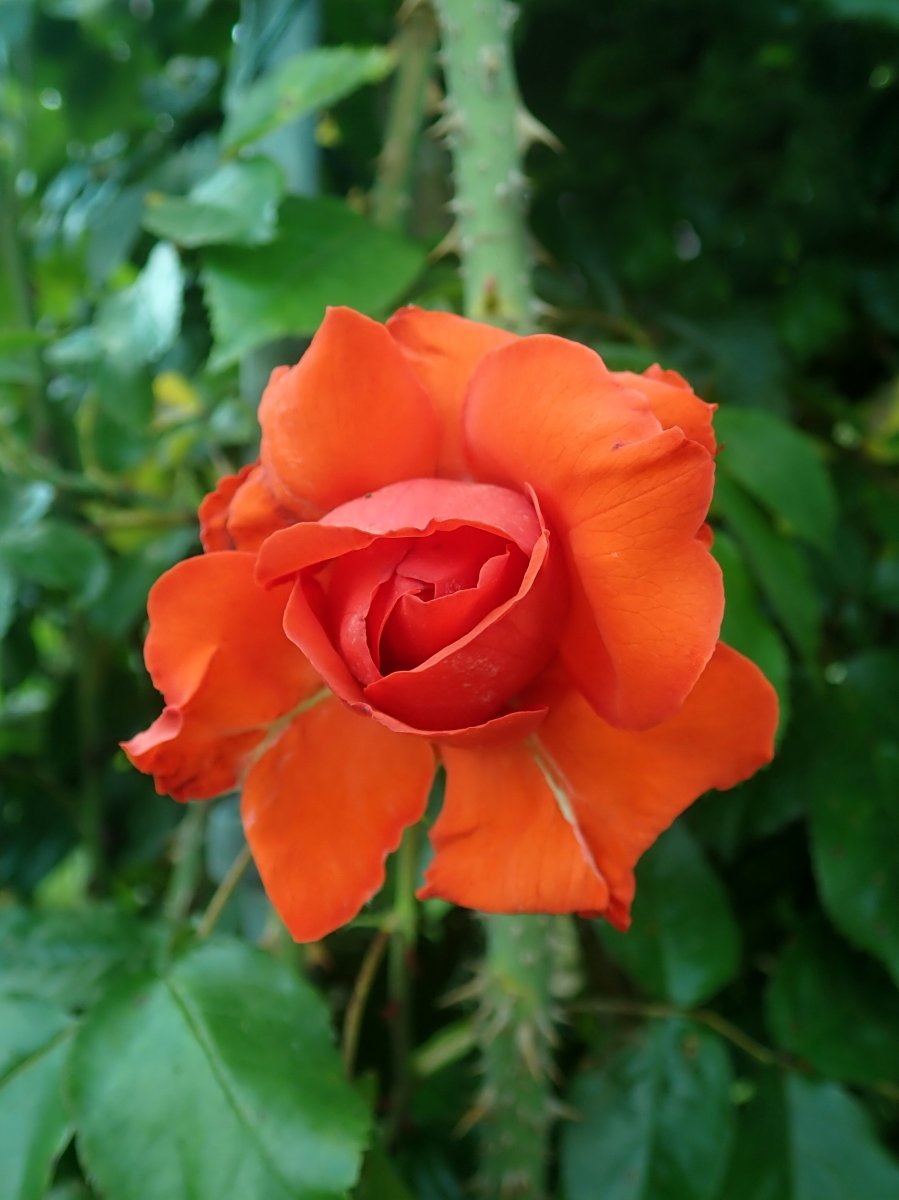 Роза Салита плетистая, Imperial Rose - фото 4