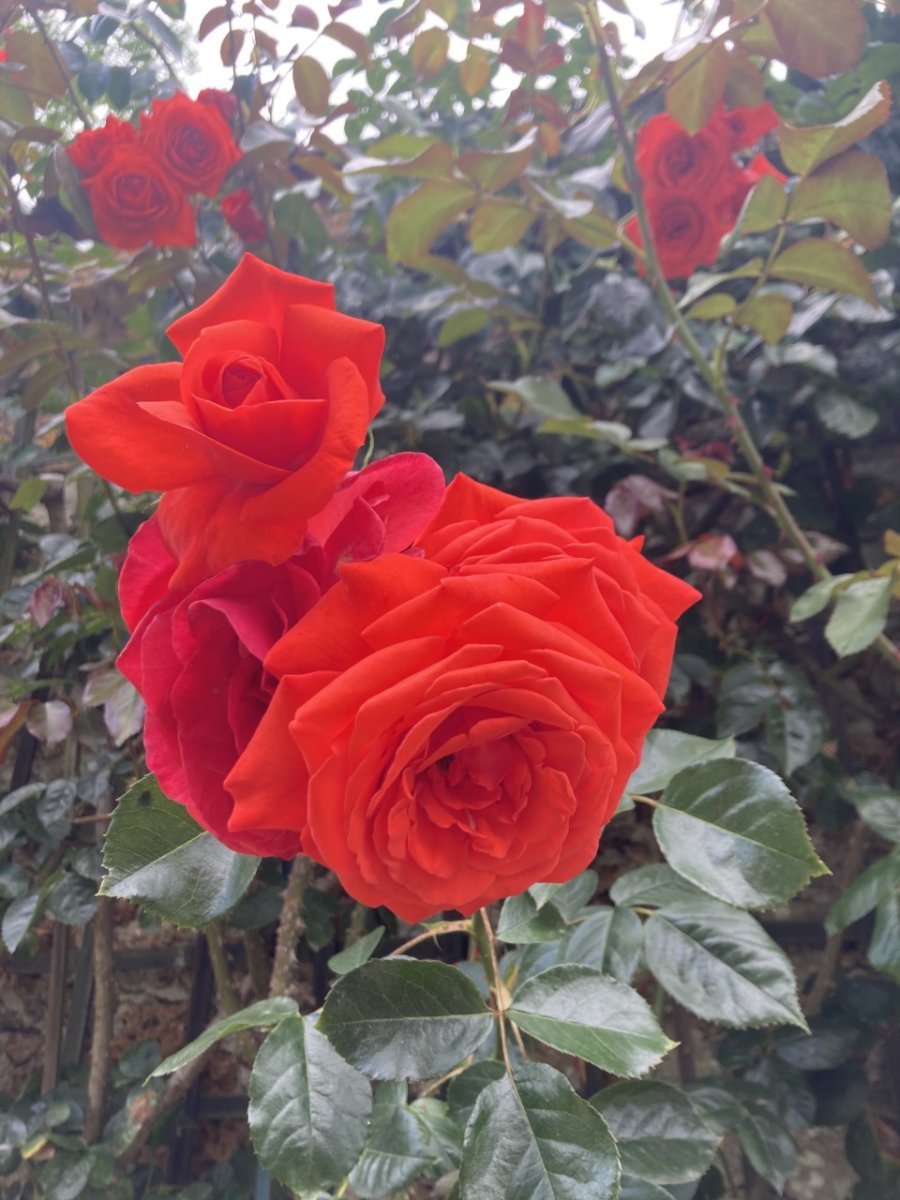 Роза Салита плетистая, Imperial Rose - фото 7