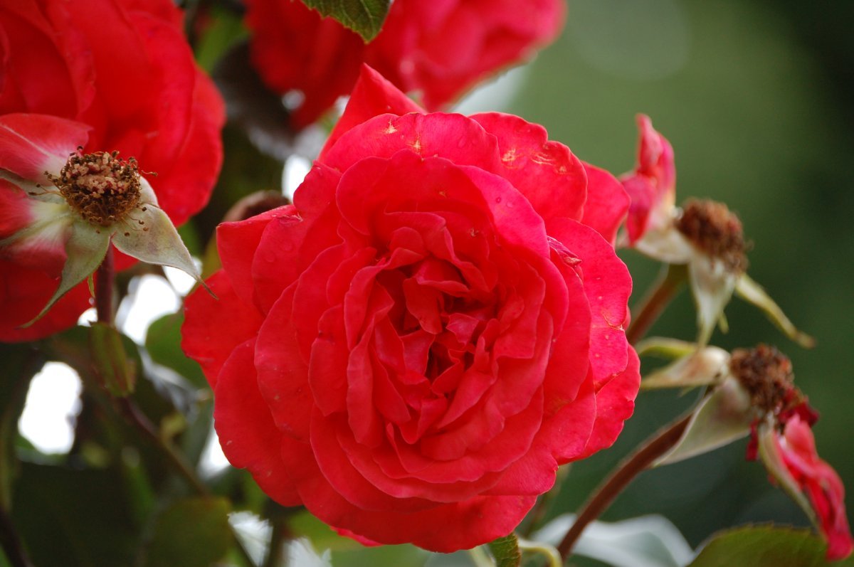 Роза Салита плетистая, Imperial Rose - фото 8