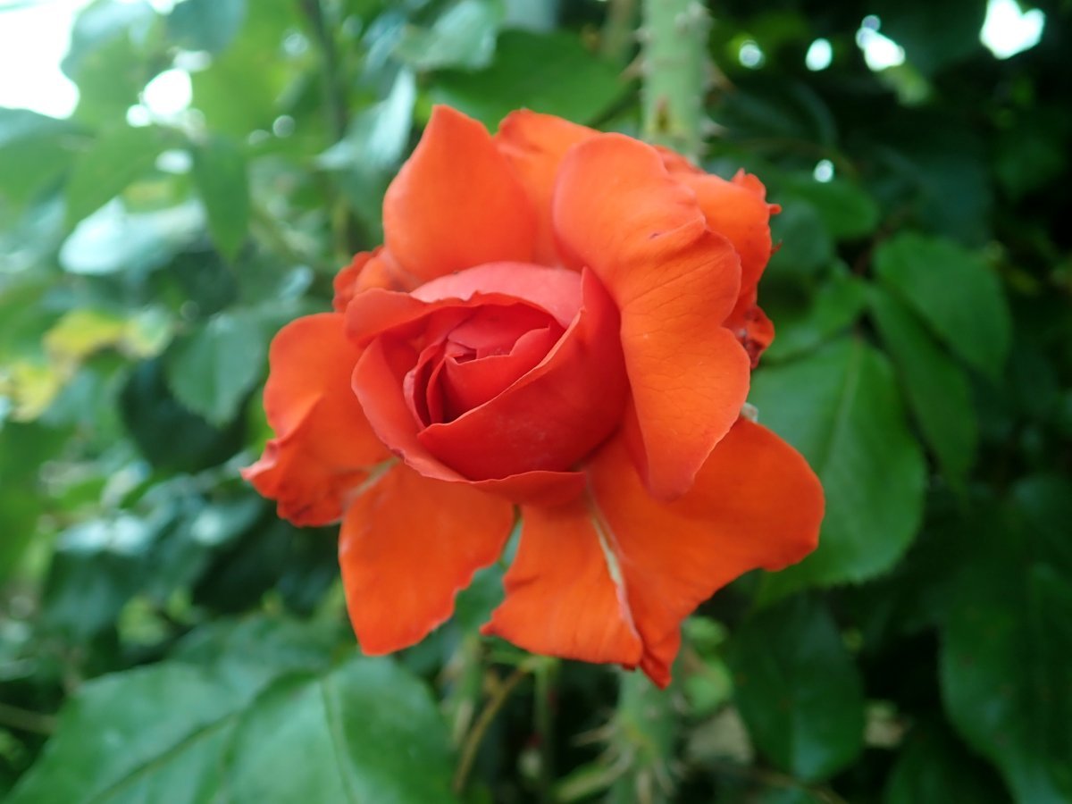 Роза Салита плетистая, Imperial Rose - фото 3