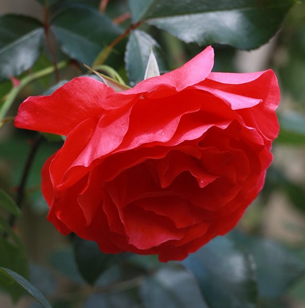 Роза Салита плетистая, Imperial Rose