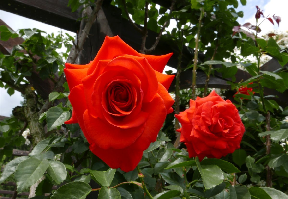 Роза Салита плетистая, Imperial Rose - фото 6