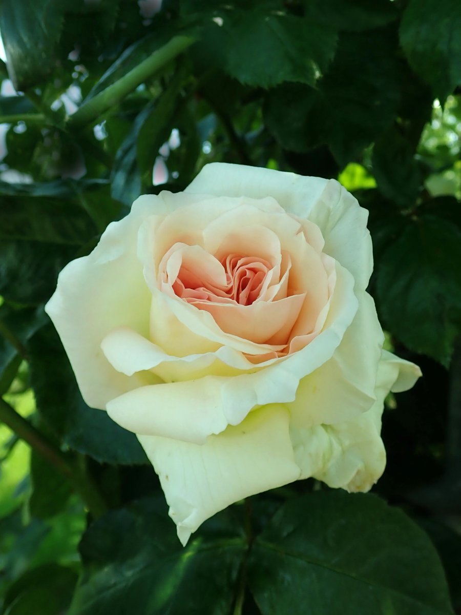 Роза Шнеевальцер плетистая, Топалович - фото 6