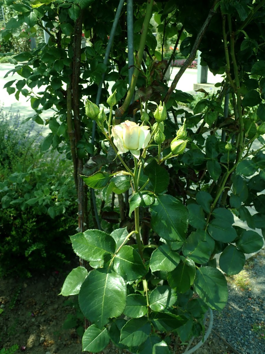 Роза Шнеевальцер плетистая, Топалович - фото 7