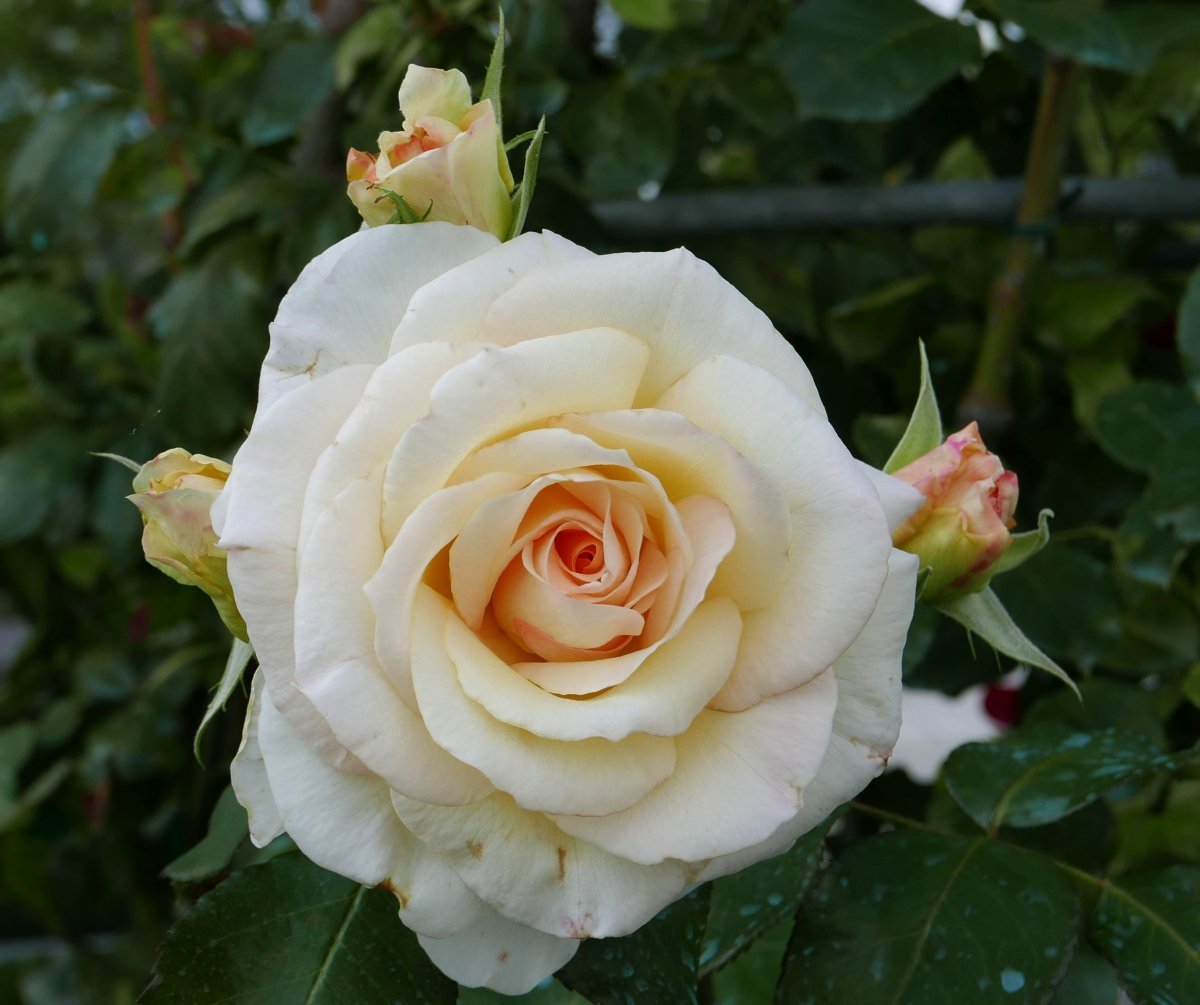 Роза Шнеевальцер плетистая, Топалович - фото 2