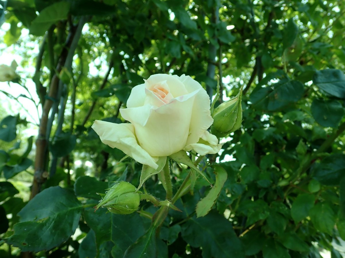 Роза Шнеевальцер плетистая, Топалович - фото 5