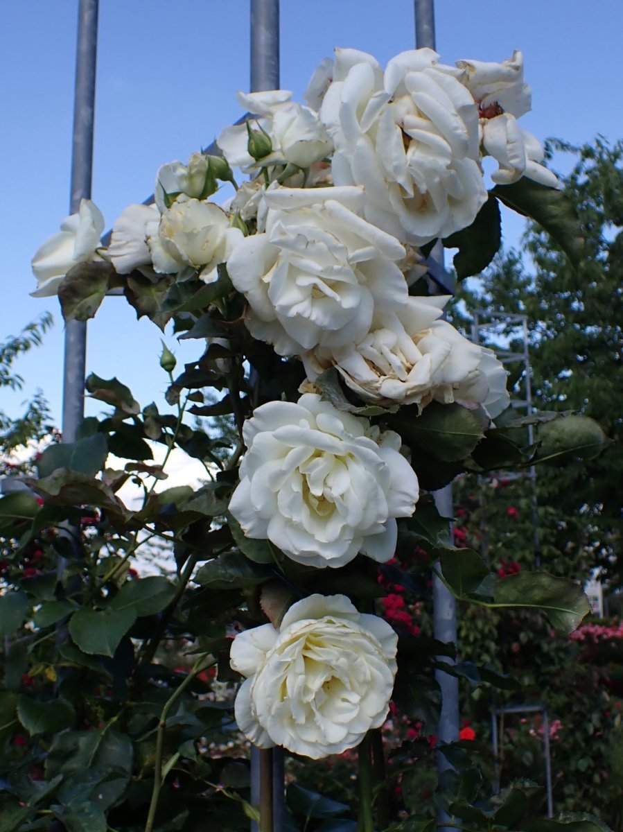 Роза Шнеевальцер плетистая, Топалович - фото 4