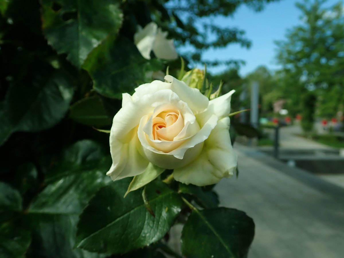 Роза Шнеевальцер плетистая, Топалович - фото 9