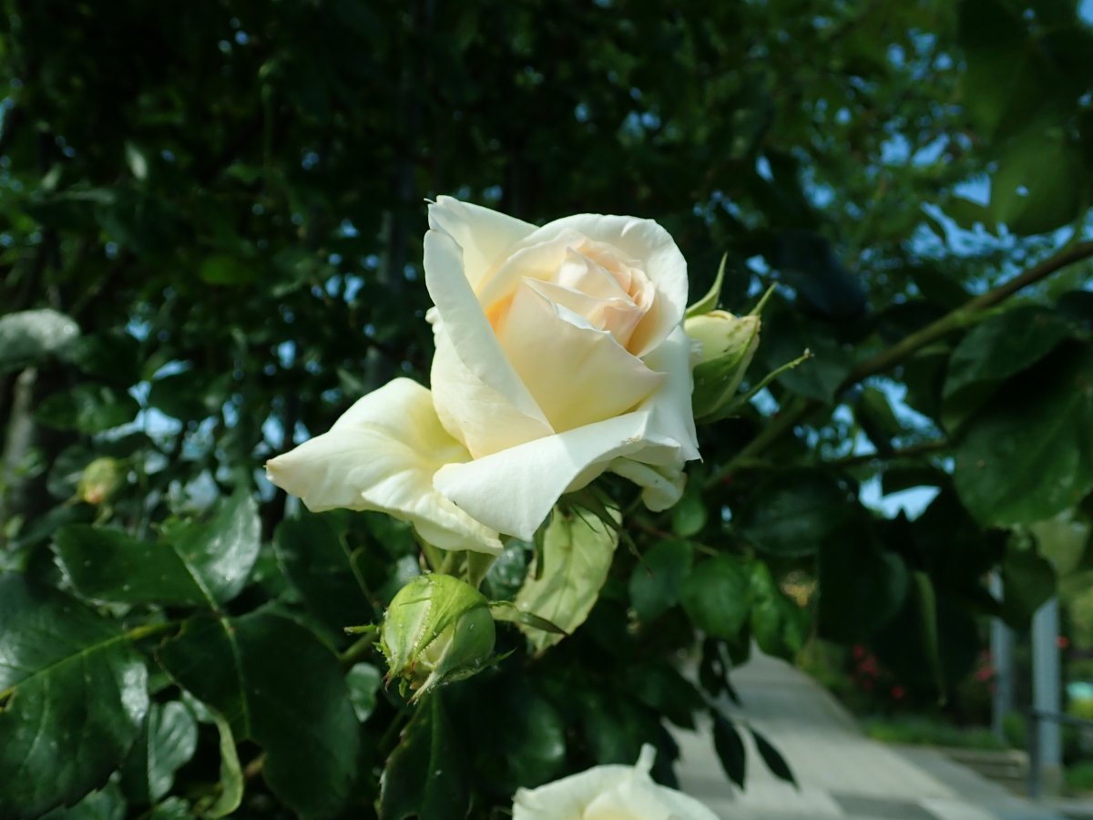 Роза Шнеевальцер плетистая, Топалович - фото 8