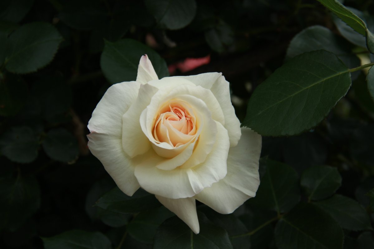 Роза Шнеевальцер плетистая, Топалович