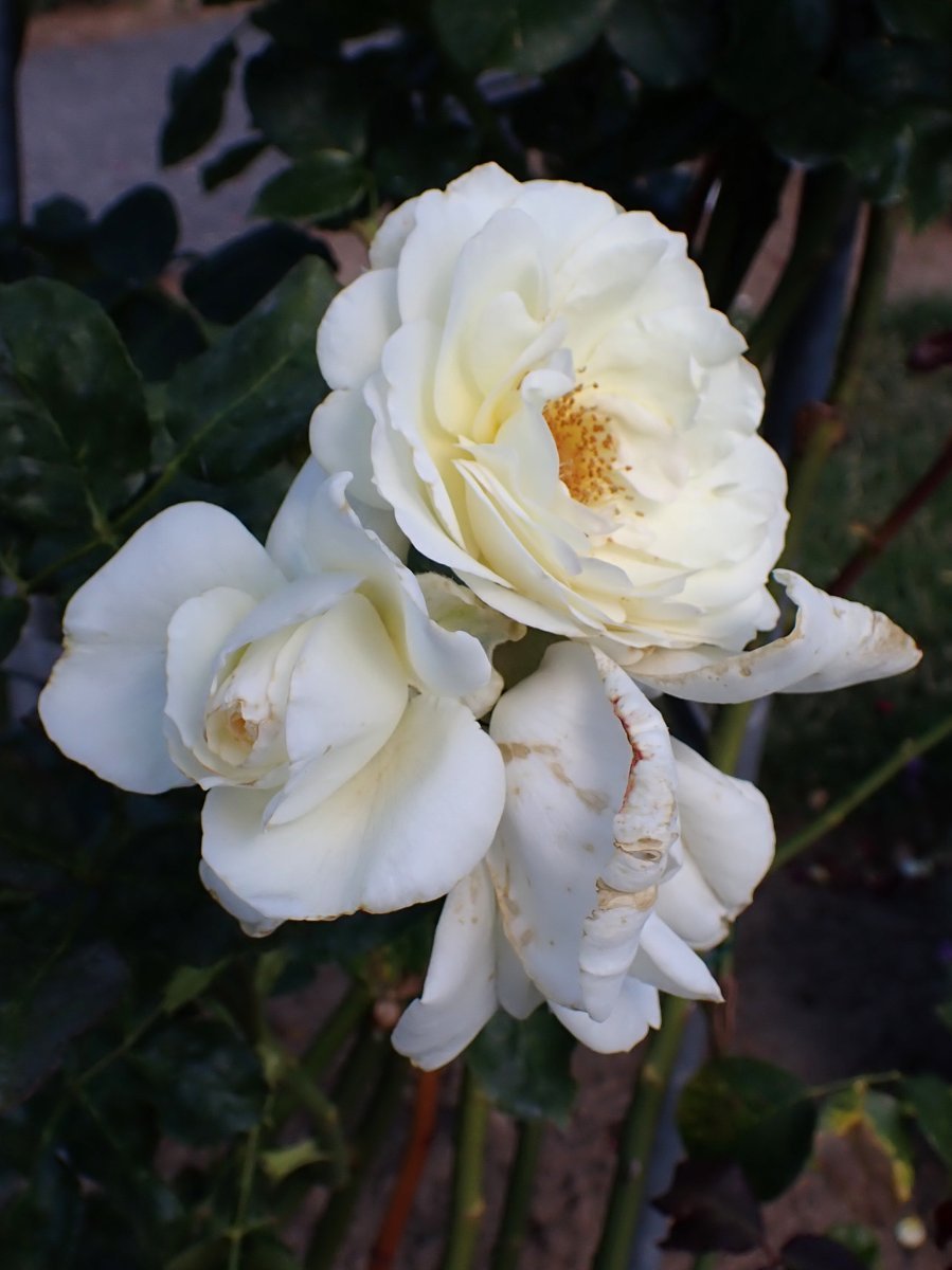 Роза Шнеевальцер плетистая, Топалович - фото 3