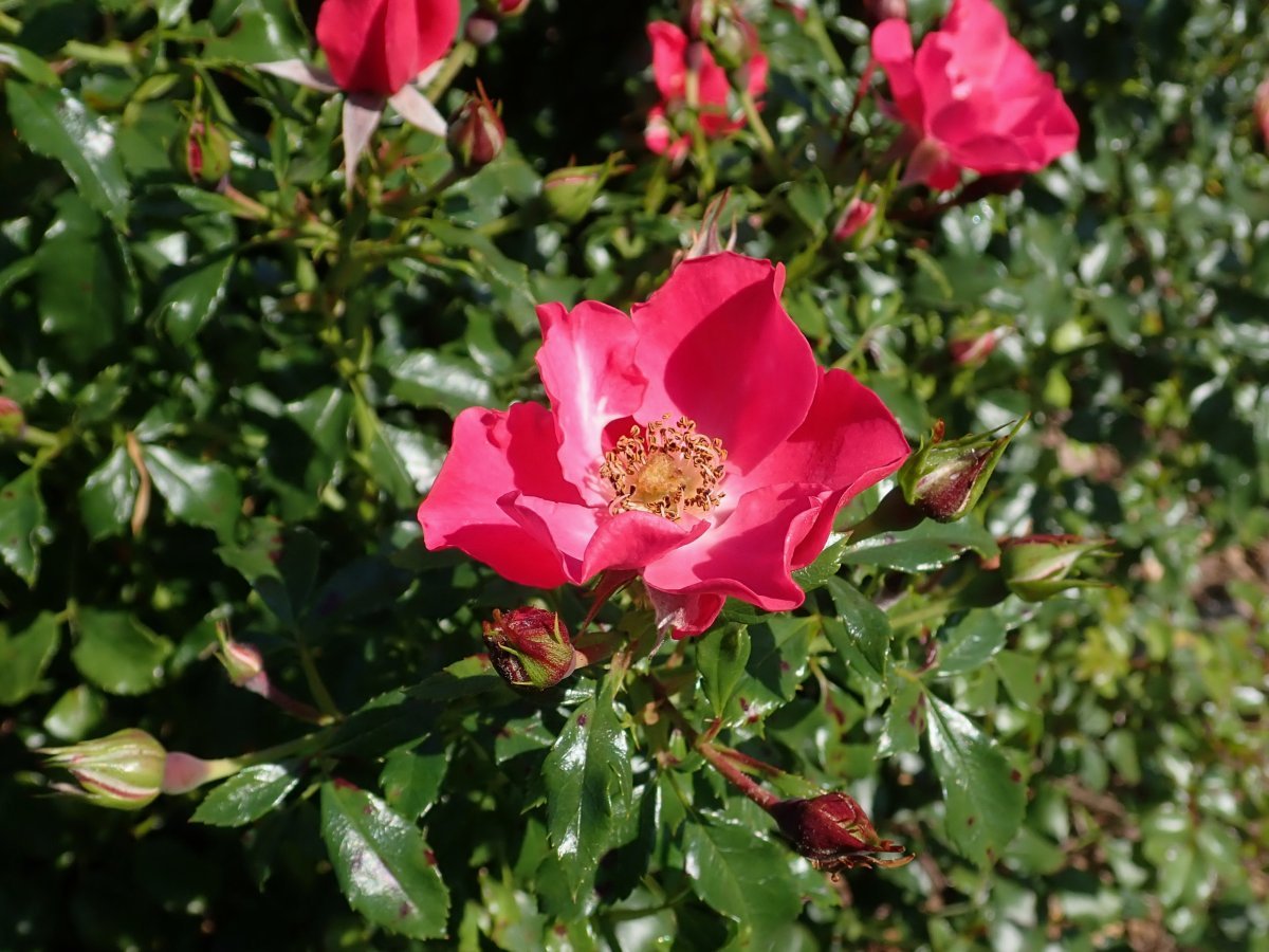 Роза Штадт Ром почвопокровная - фото 9