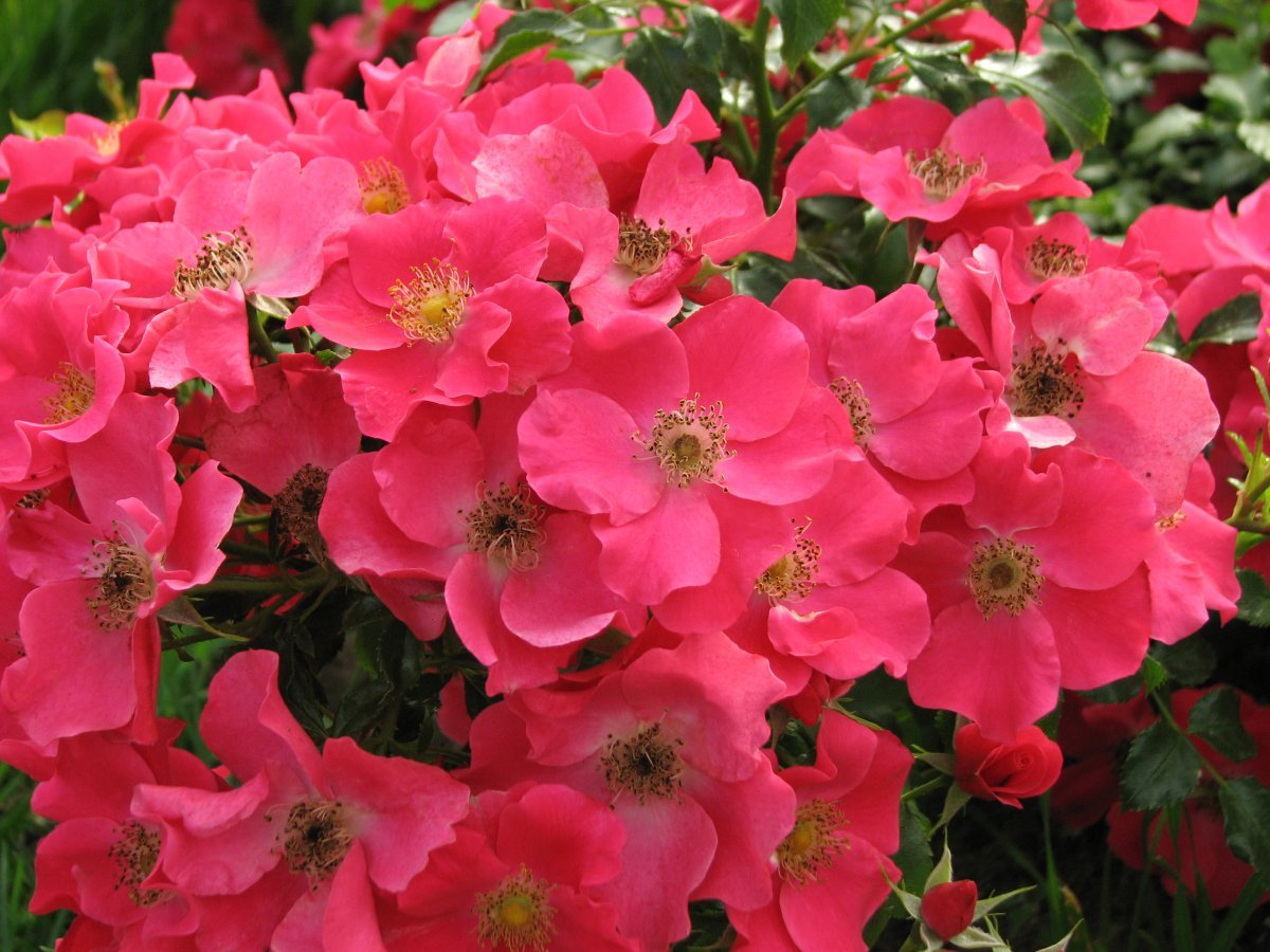 Роза Штадт Ром почвопокровная - фото 3