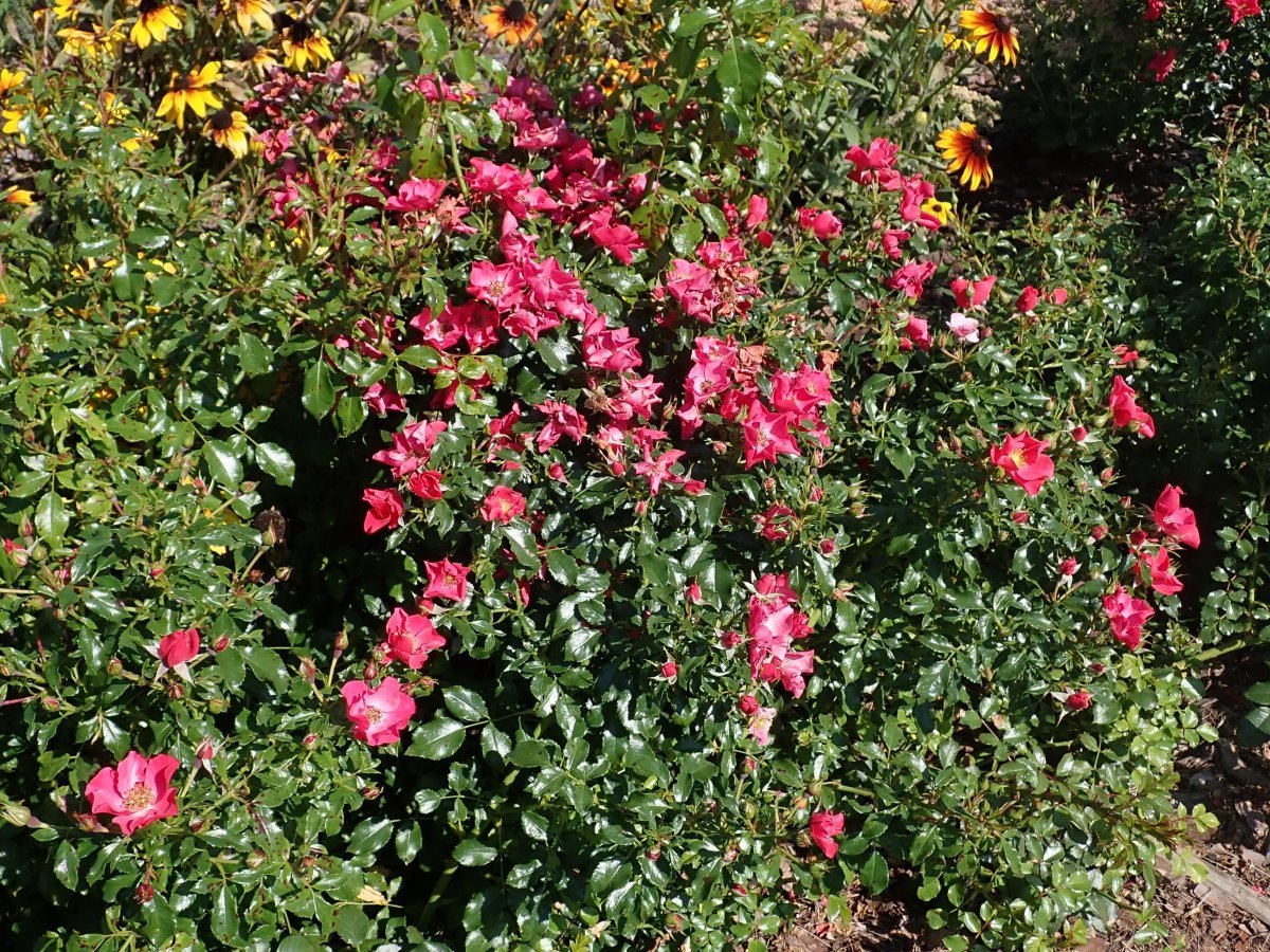 Роза Штадт Ром почвопокровная - фото 8