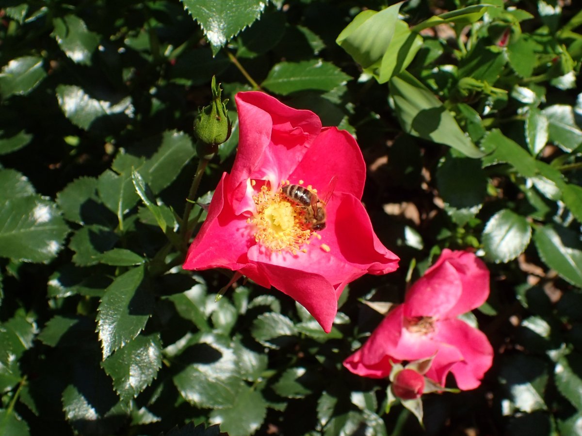 Роза Штадт Ром почвопокровная - фото 7