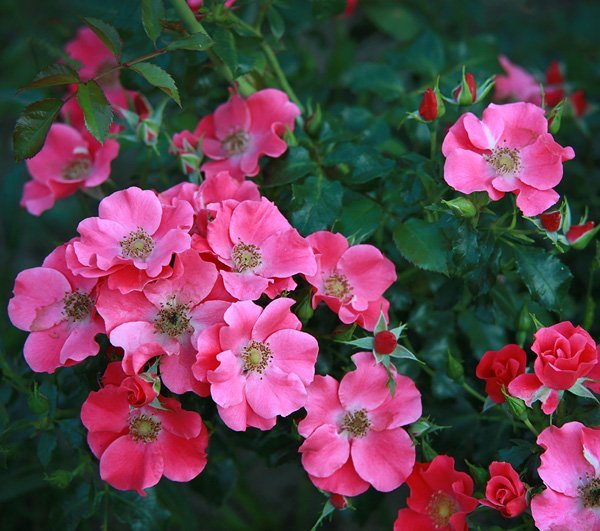 Роза Штадт Ром почвопокровная