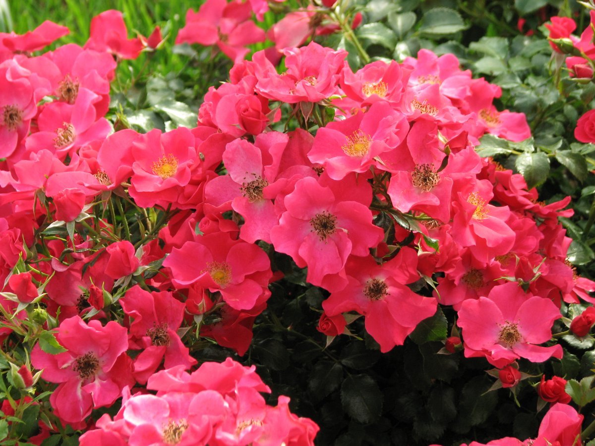 Роза Штадт Ром почвопокровная - фото 2