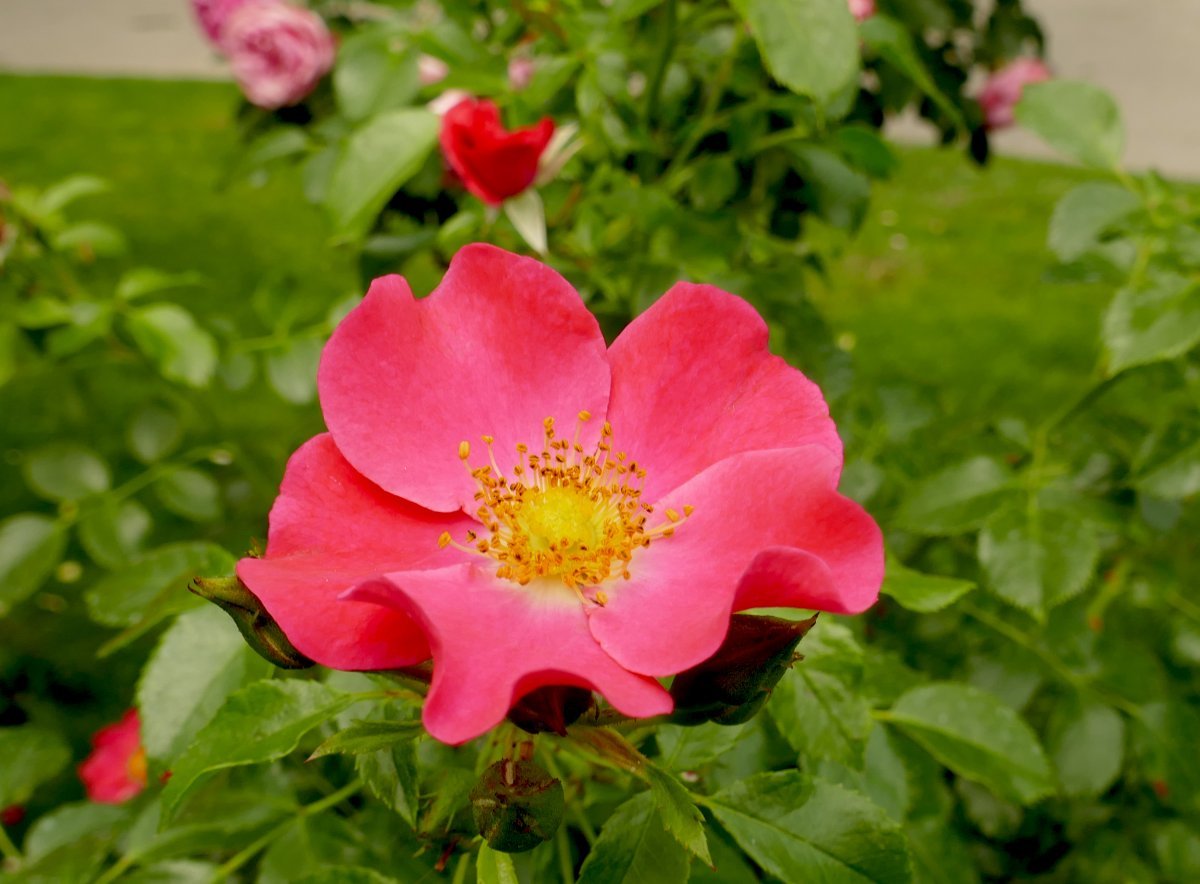 Роза Штадт Ром почвопокровная - фото 6