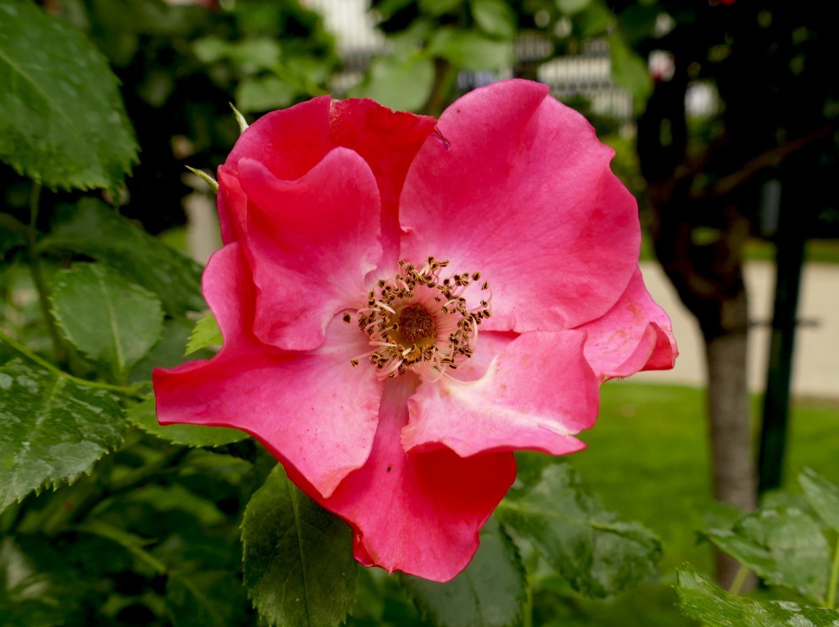 Роза Штадт Ром почвопокровная - фото 5