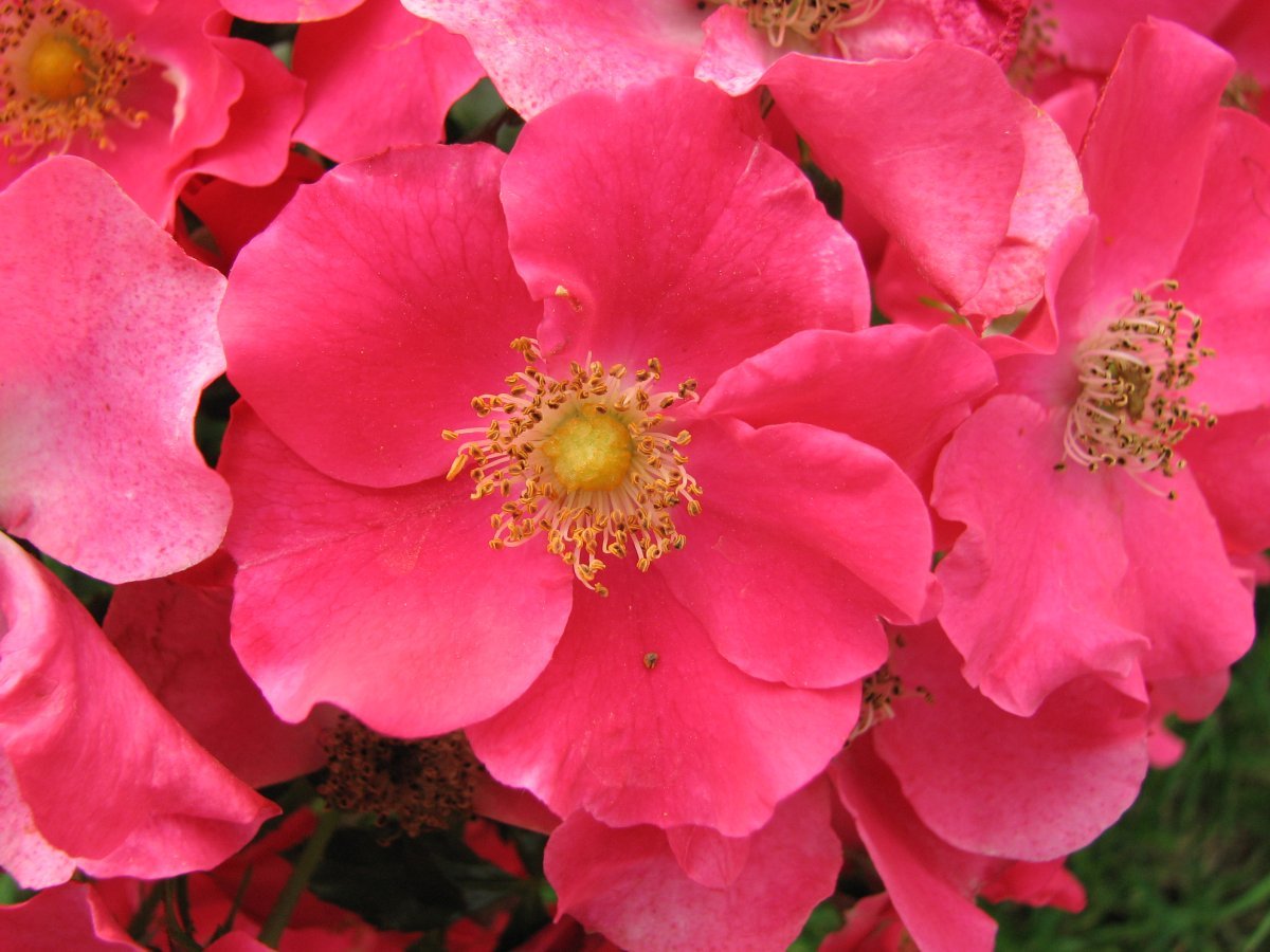 Роза Штадт Ром почвопокровная - фото 4