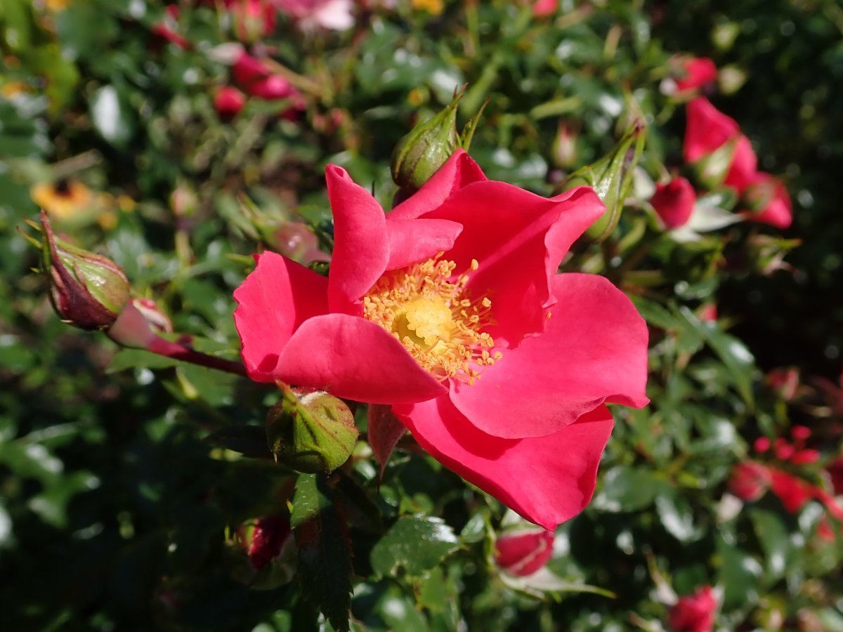 Роза Штадт Ром почвопокровная - фото 10