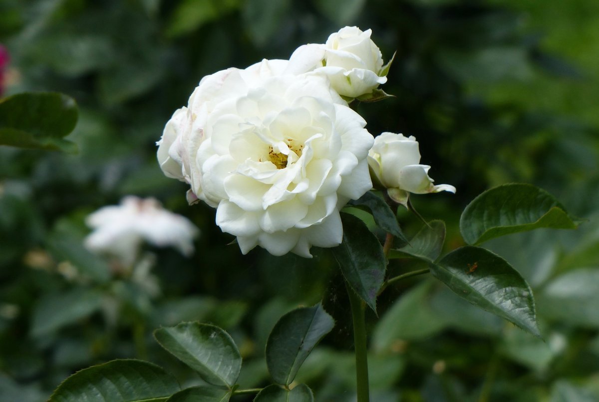 Роза Алабастер флорибунда - фото 3