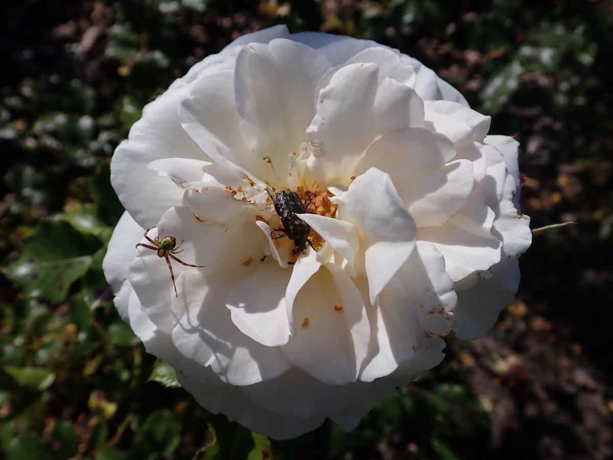 Роза Алабастер флорибунда - фото 5