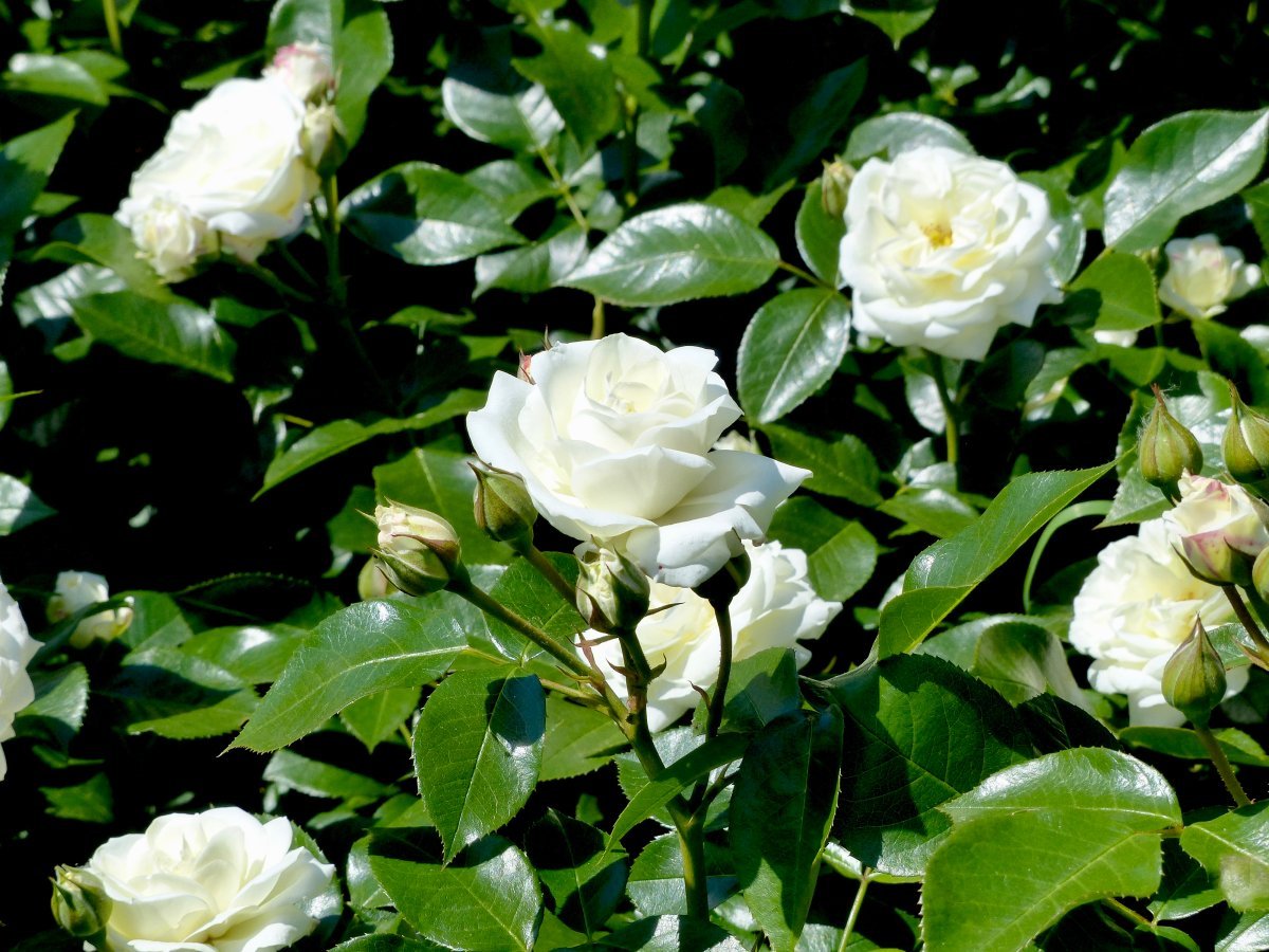 Роза Алабастер флорибунда - фото 7