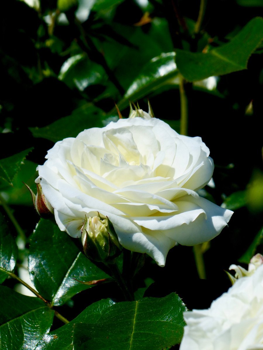 Роза Алабастер флорибунда - фото 8