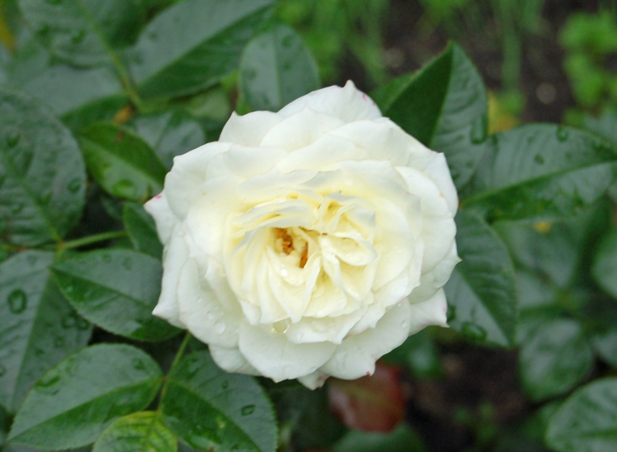 Роза Алабастер флорибунда