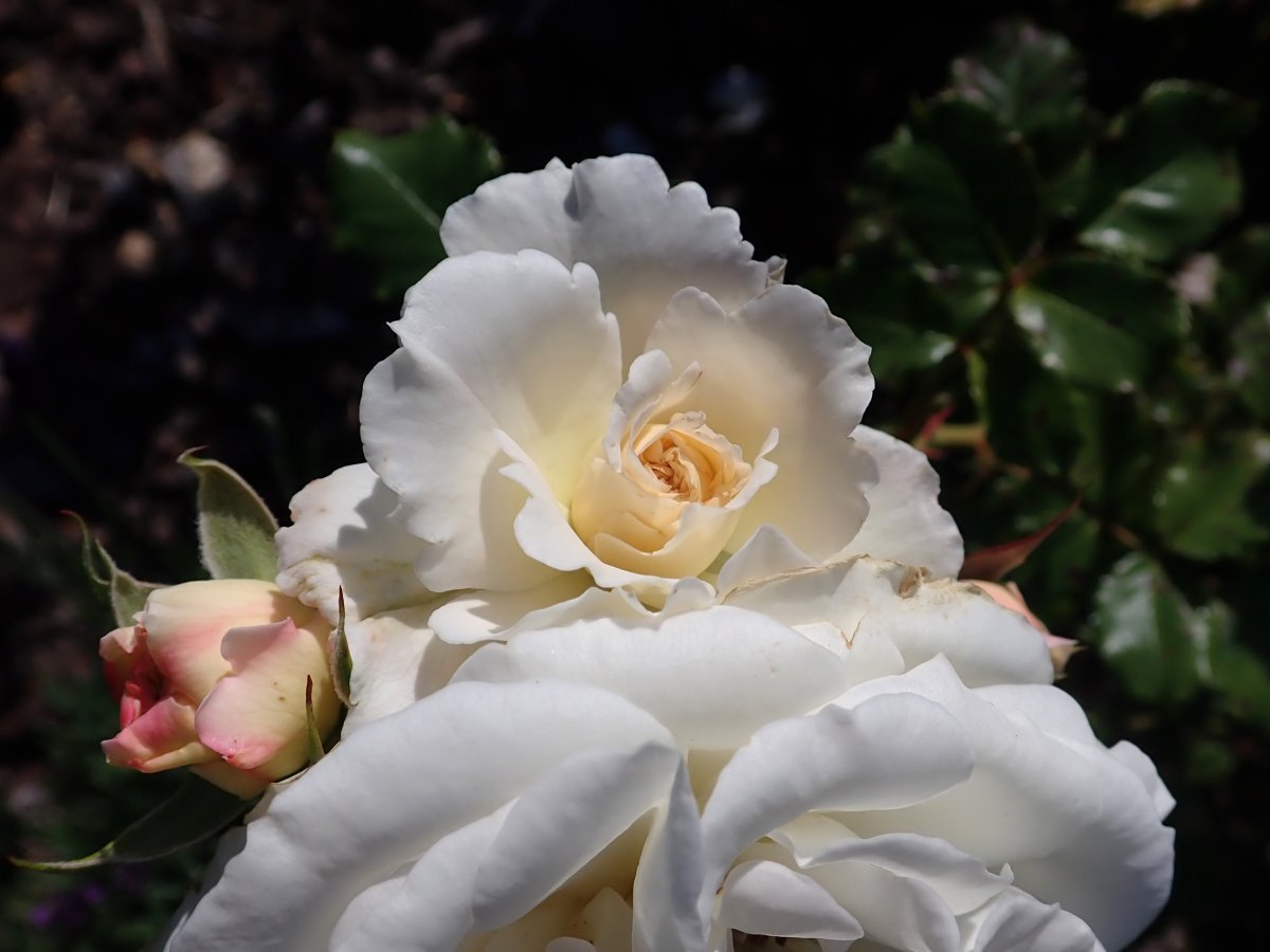 Роза Алабастер флорибунда - фото 6