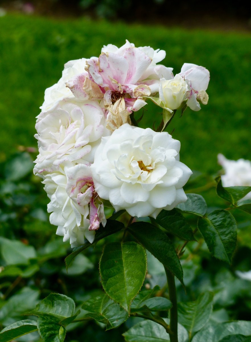 Роза Алабастер флорибунда - фото 2