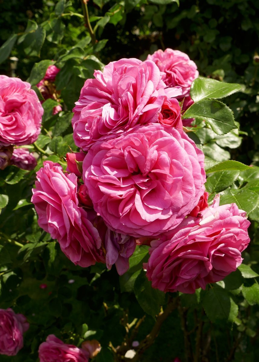 Роза Баронесса флорибунда